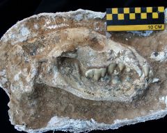 Lantian field catalogue