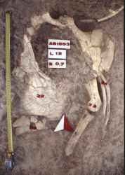 Sinap field catalogue